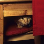 gato escondido