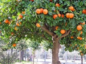 2. Árbol de Naranjo